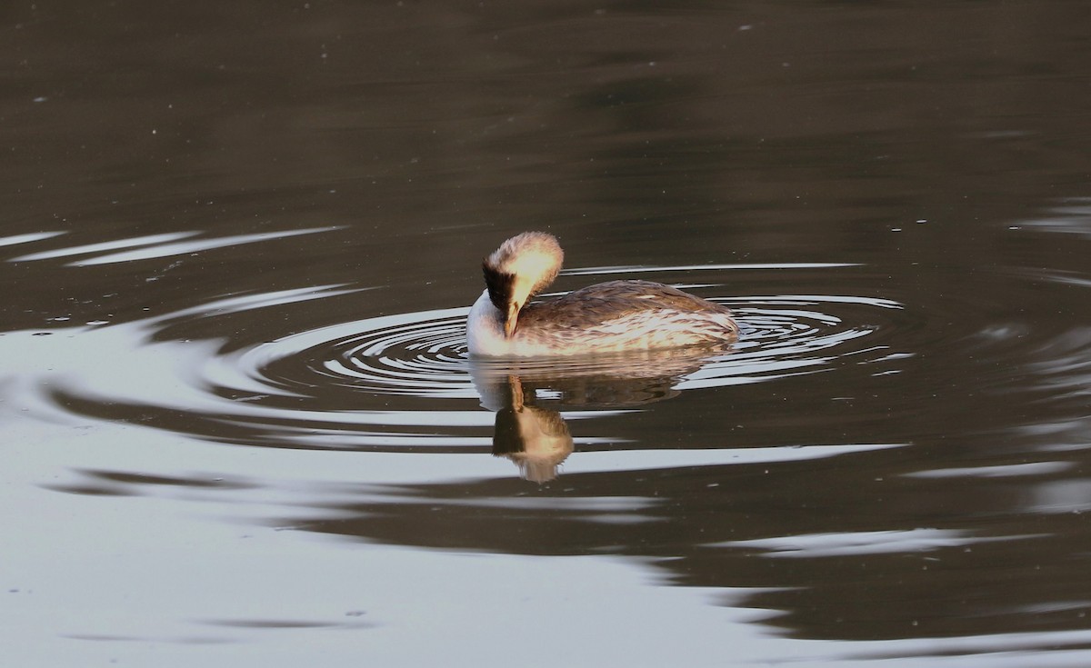 Great Crested Grebe - ML608309890