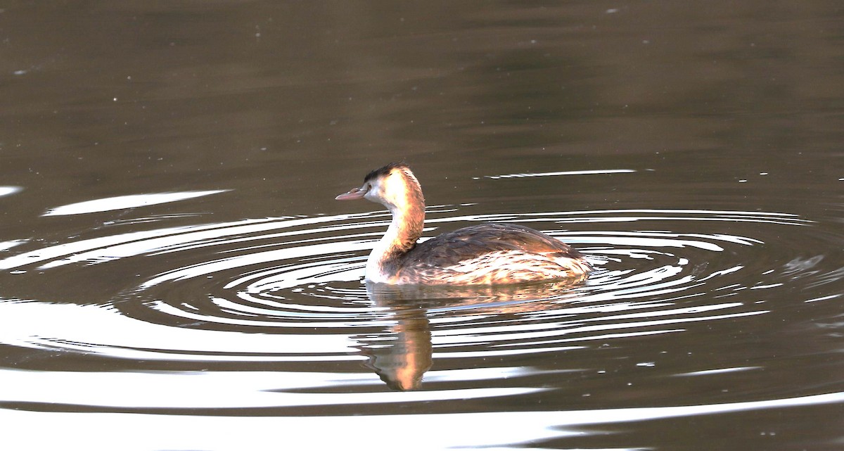 Great Crested Grebe - ML608309892