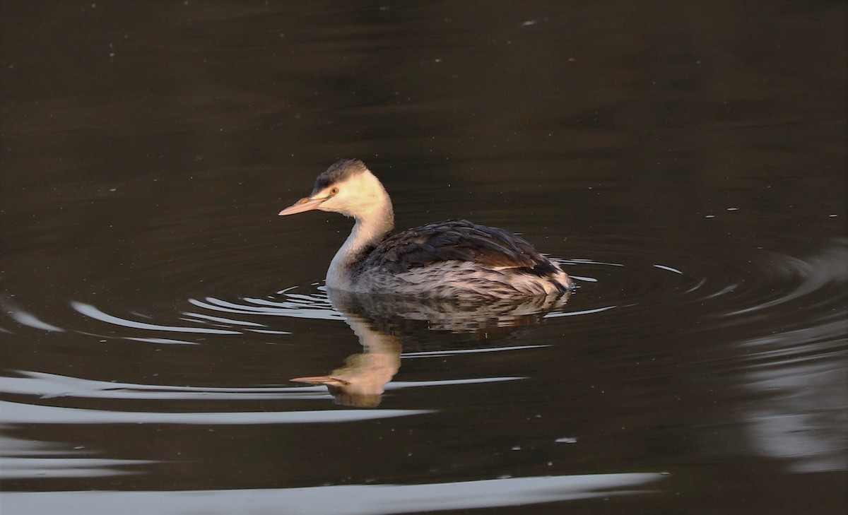 Great Crested Grebe - ML608309893