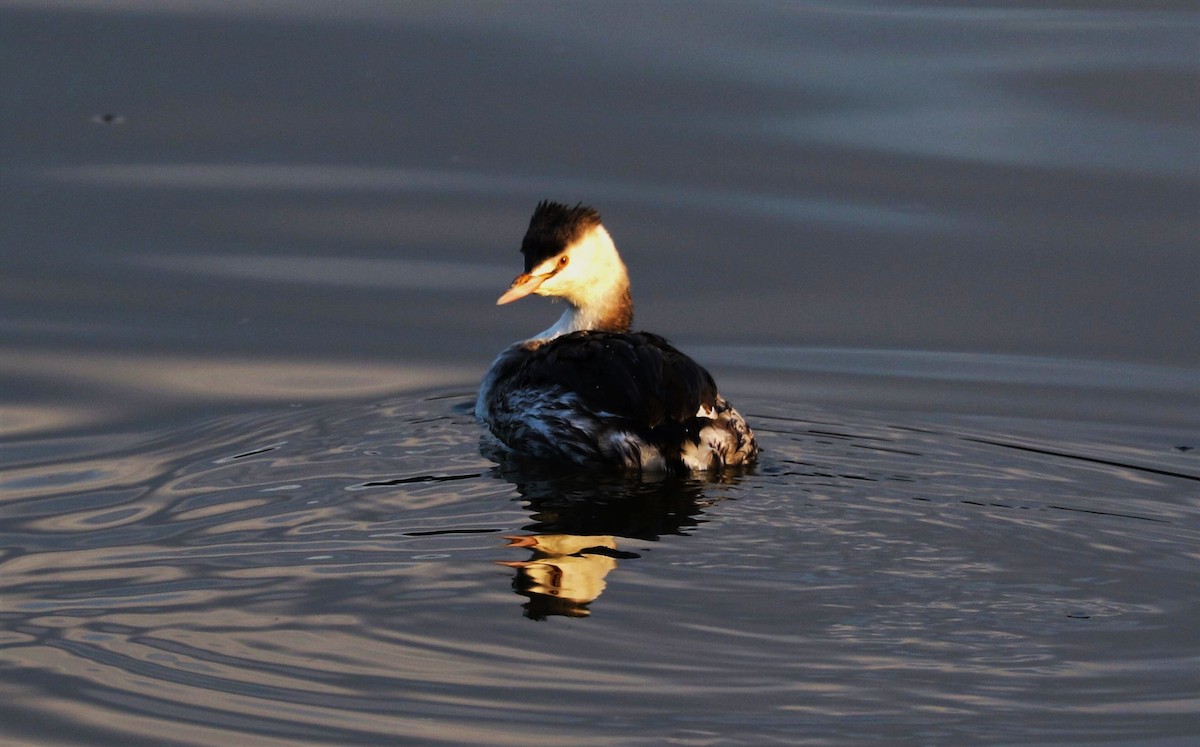 Great Crested Grebe - ML608309894