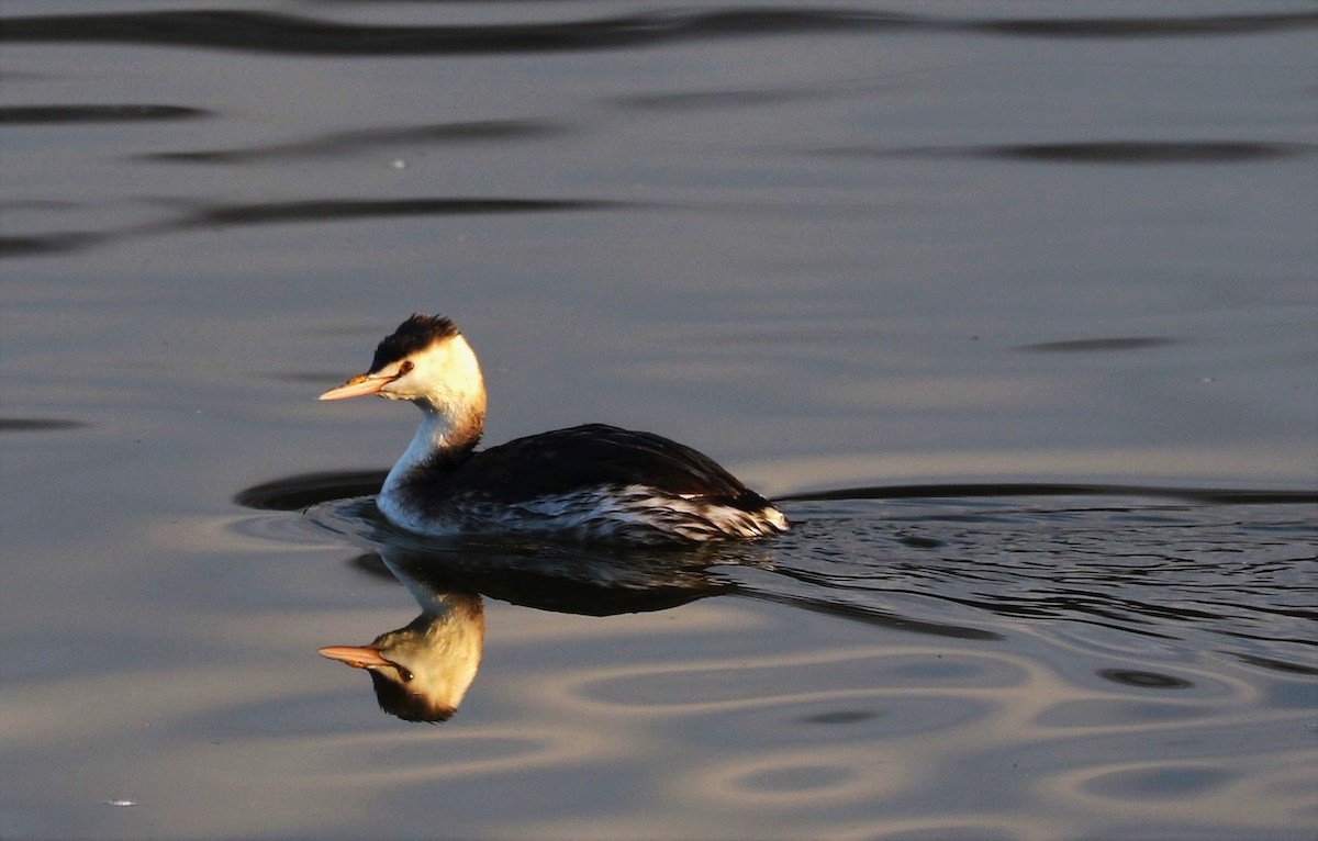 Great Crested Grebe - ML608309899