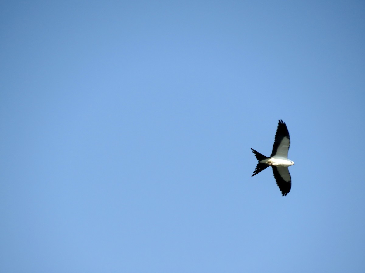 Swallow-tailed Kite - ML608310191