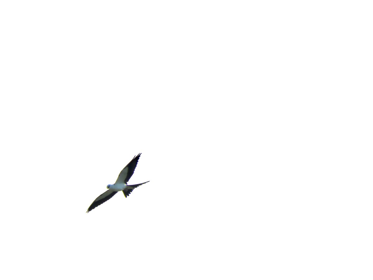 Swallow-tailed Kite - ML608310192