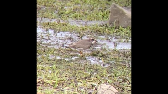 Semipalmated Plover - ML608310193