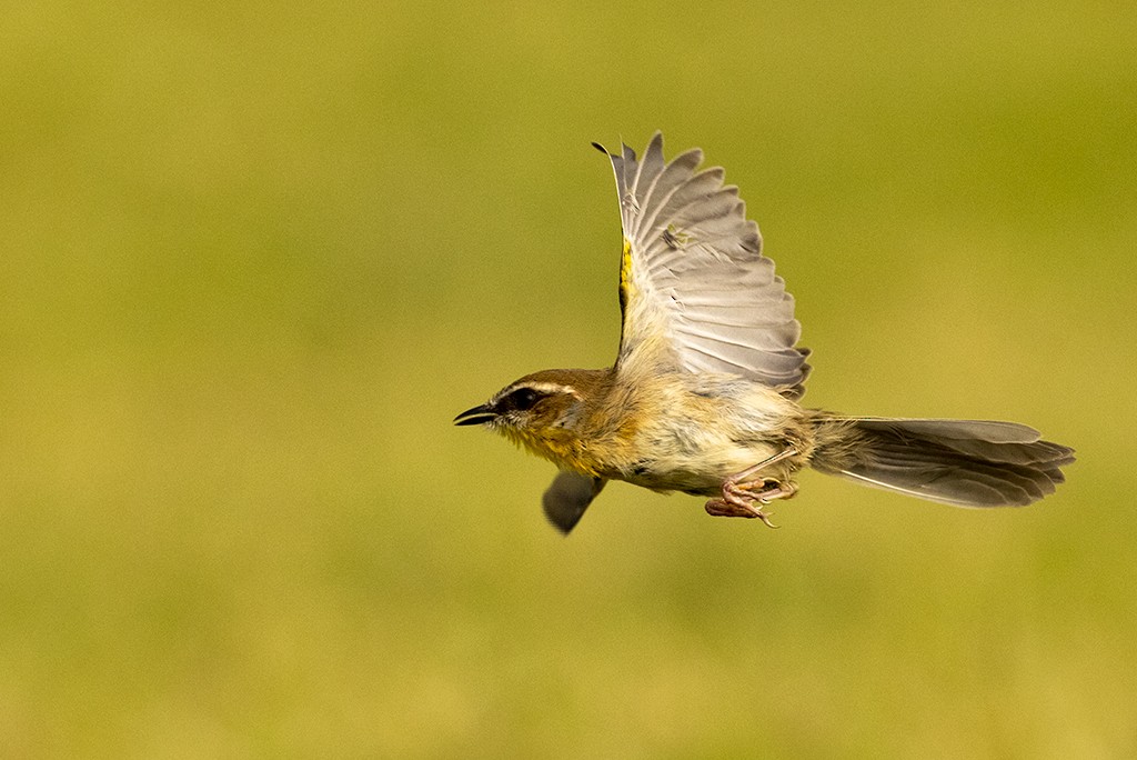 Rufous-capped Warbler (rufifrons Group) - ML608310307