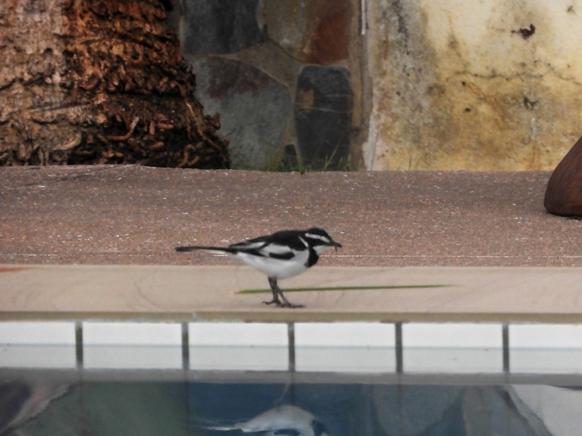 African Pied Wagtail - ML60831031