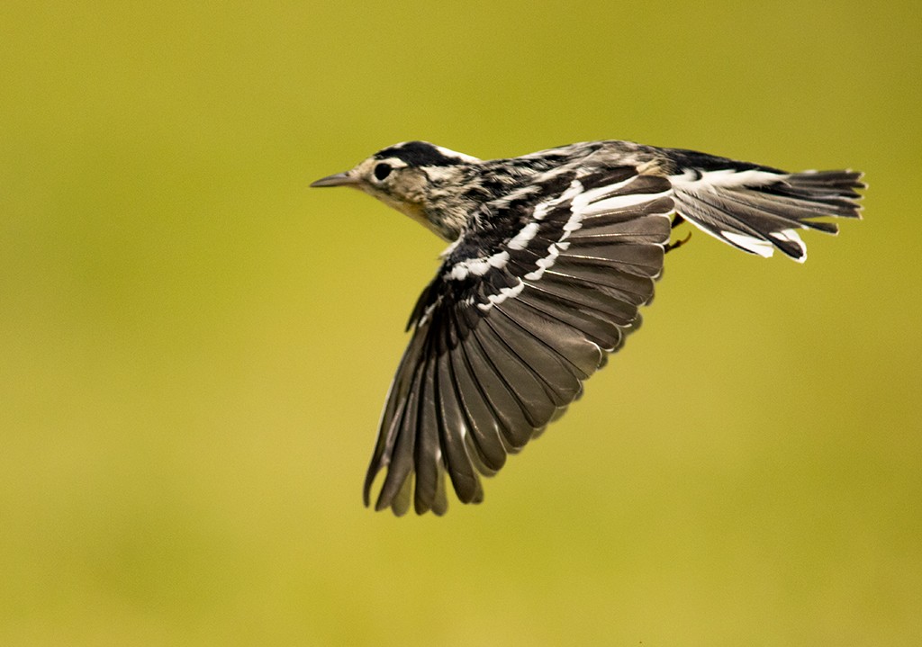 Black-and-white Warbler - ML608310315