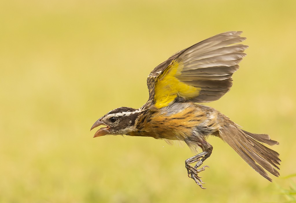 Black-headed Grosbeak - ML608310334