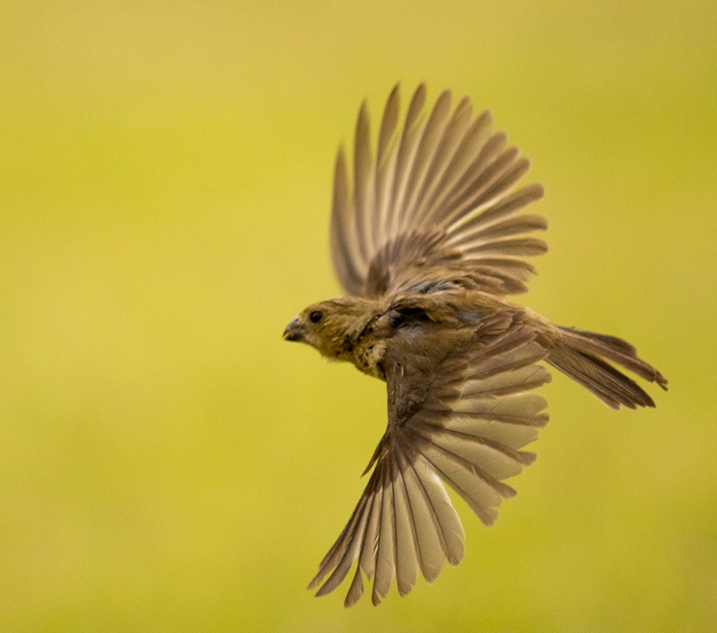 Cinnamon-rumped Seedeater - ML608310337