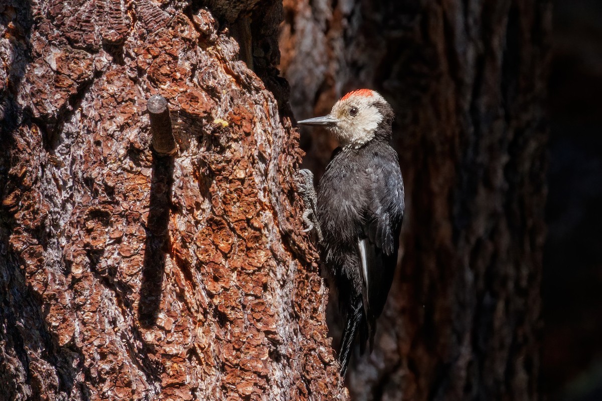 White-headed Woodpecker - ML608310340