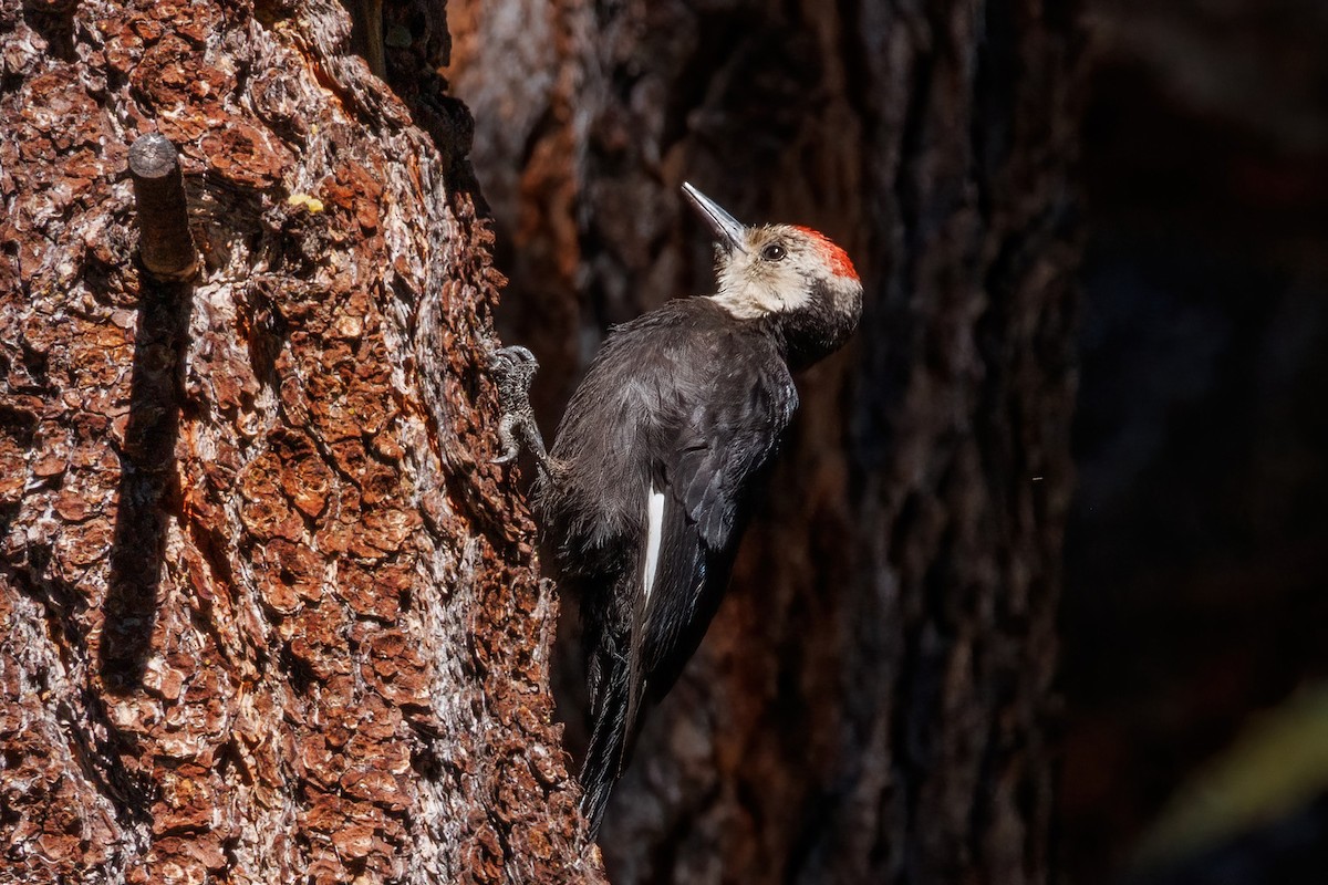 White-headed Woodpecker - Samuel Schmidt