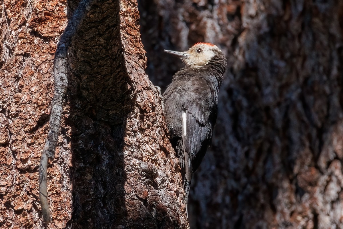 White-headed Woodpecker - ML608310367