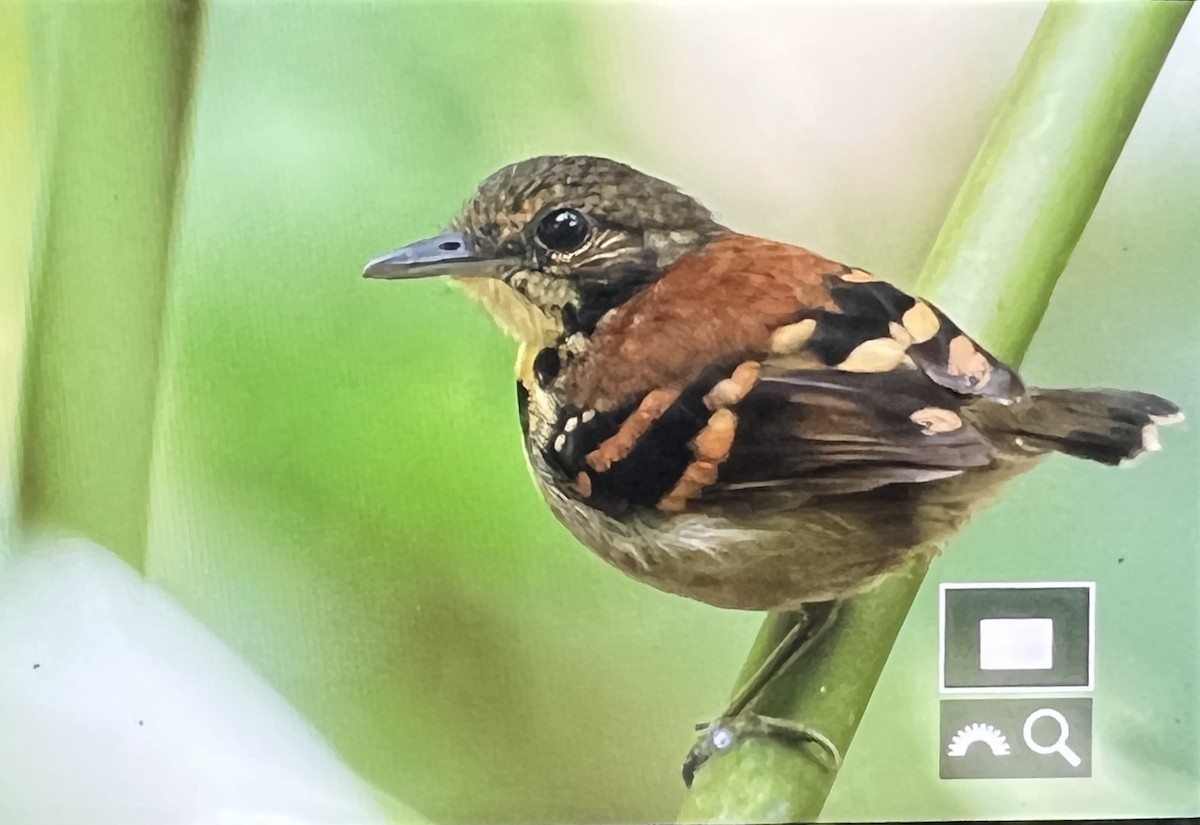 Spotted Antbird - ML608310525