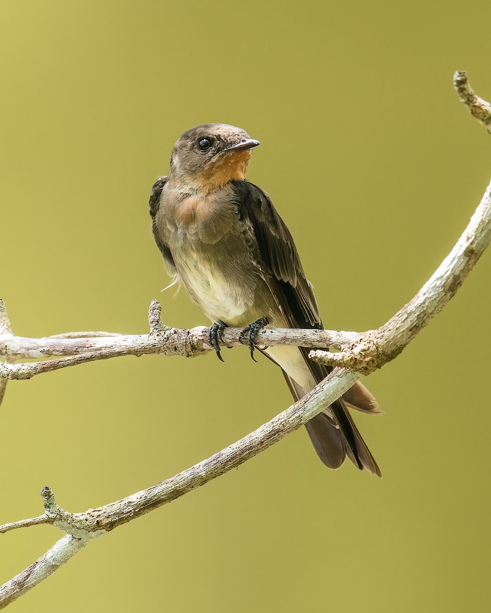 Southern Rough-winged Swallow - ML608310586