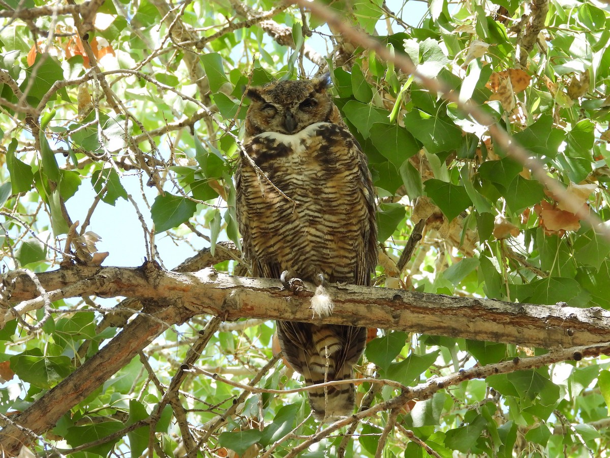 Great Horned Owl - ML608310615