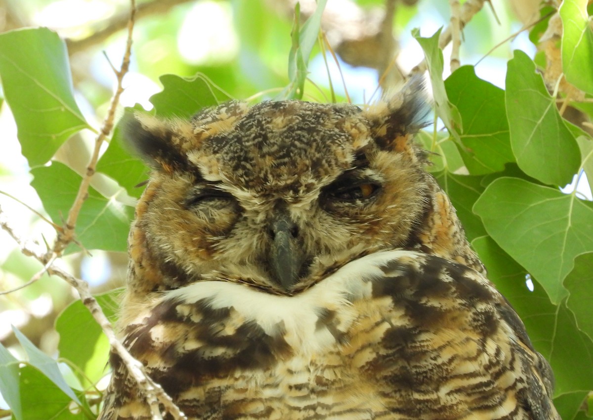 Great Horned Owl - ML608310654
