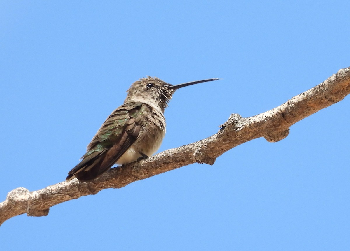 Black-chinned Hummingbird - ML608310764