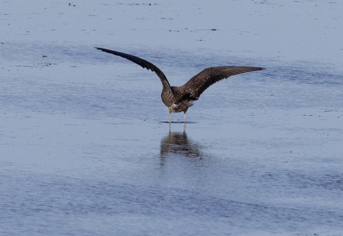 eBird Checklist 30 Aug 2023 Chautauqua NWREagle Bluff 29 species (+2 other taxa)