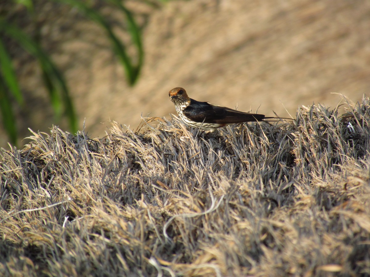 Lesser Striped Swallow - ML60831091