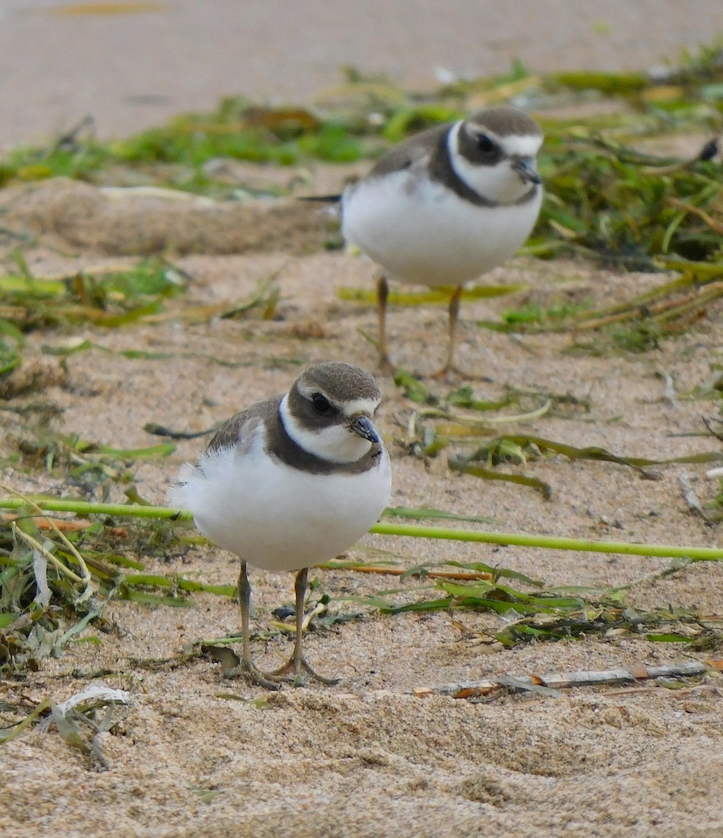 Semipalmated Plover - ML608311399