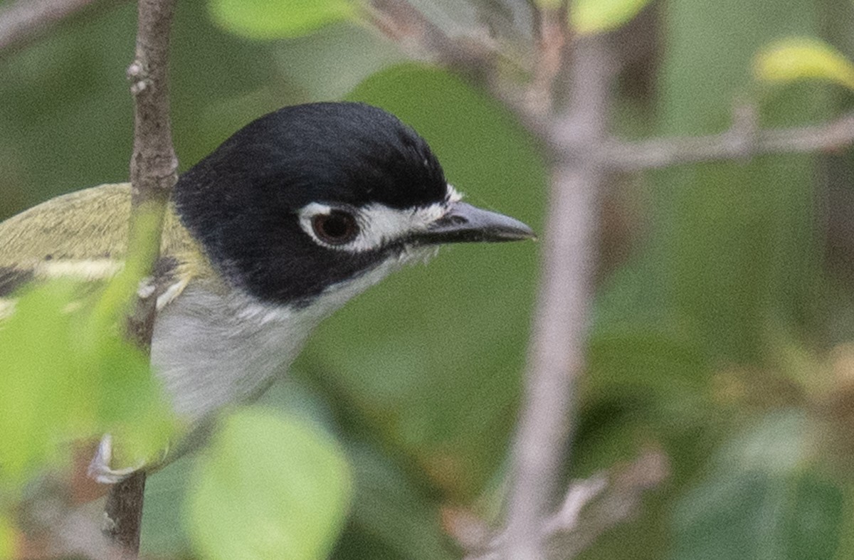 eBird Checklist 26 May 2023 USTXTalpa WestmorelandRanch 26