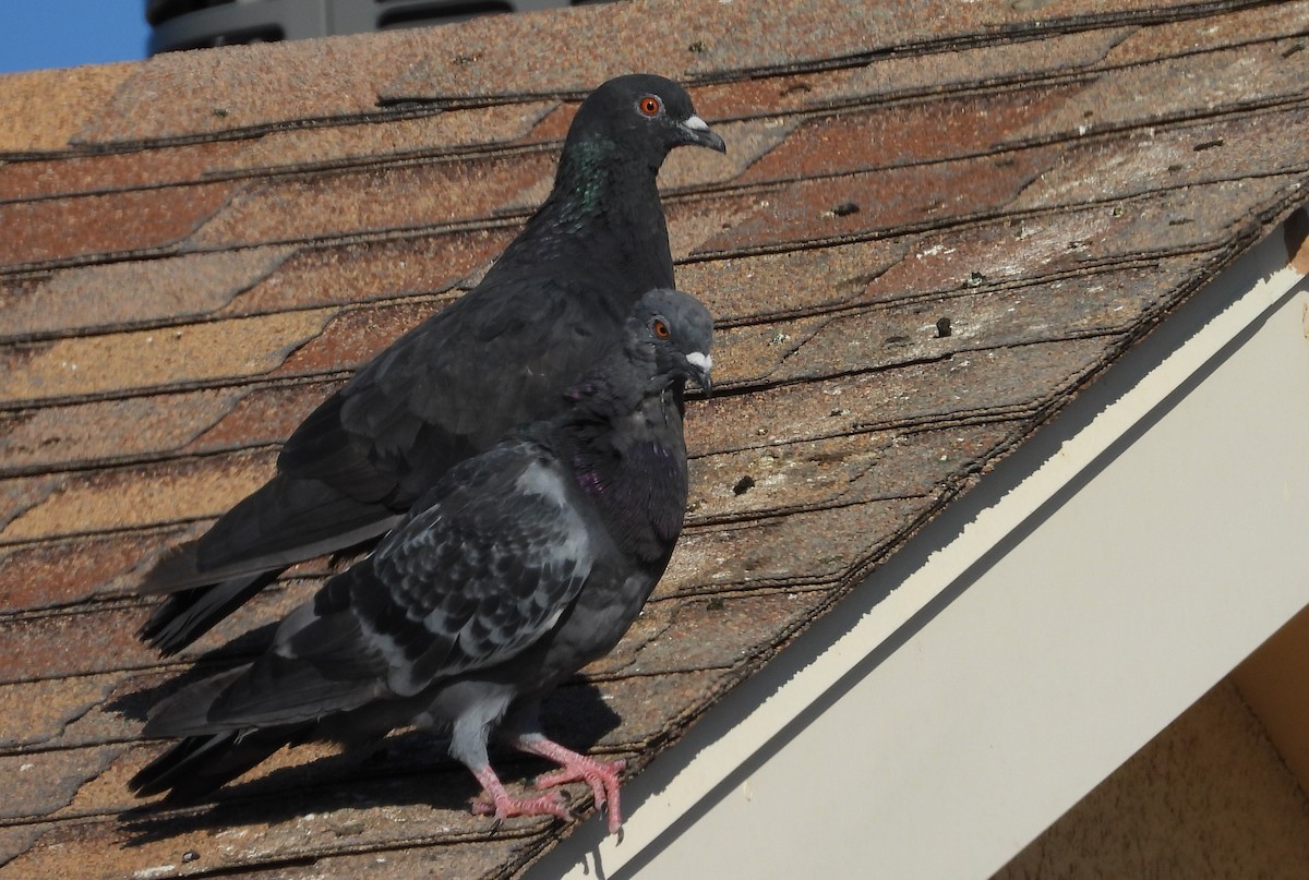 Rock Pigeon (Feral Pigeon) - ML608311913