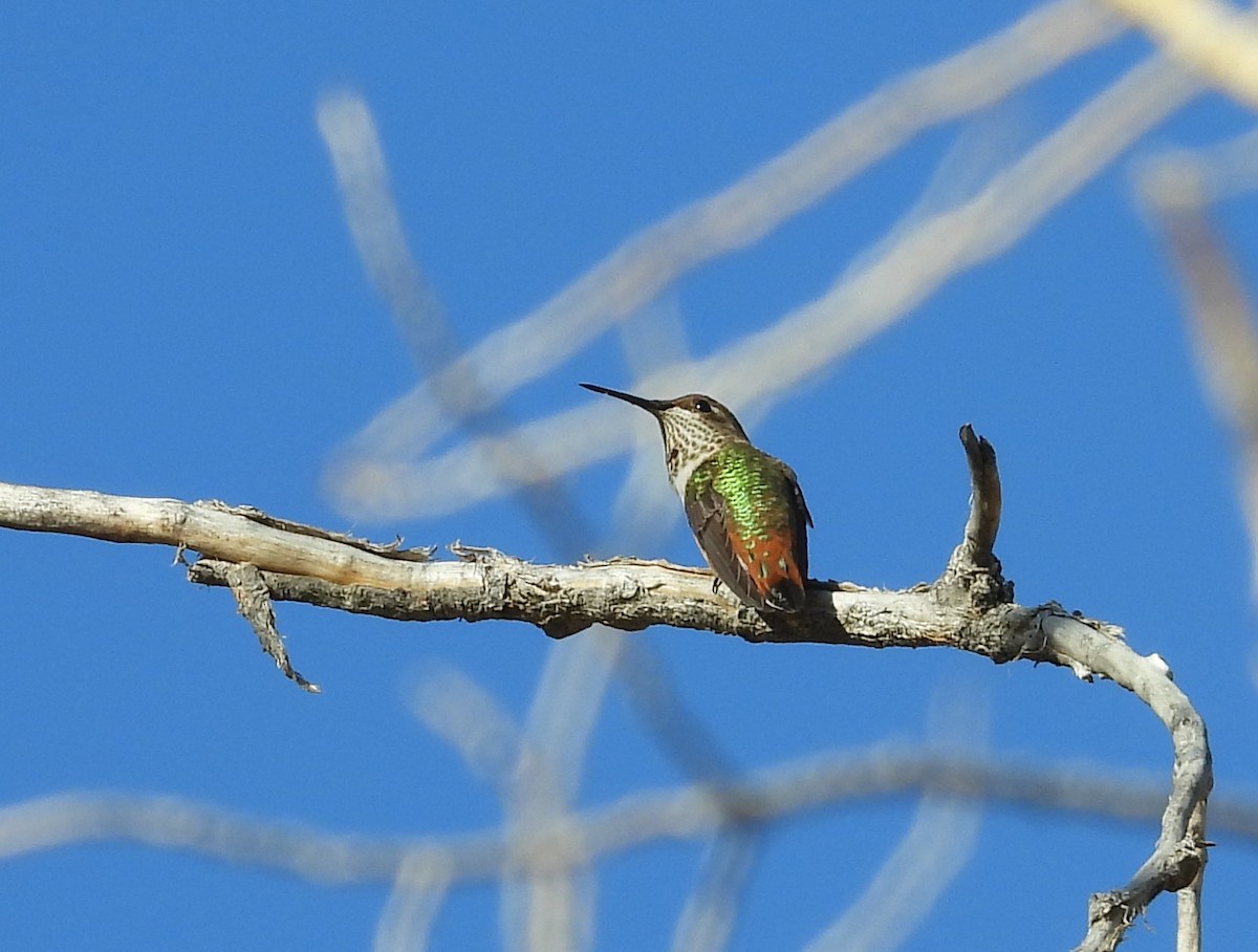 Rufous Hummingbird - Chris Davis