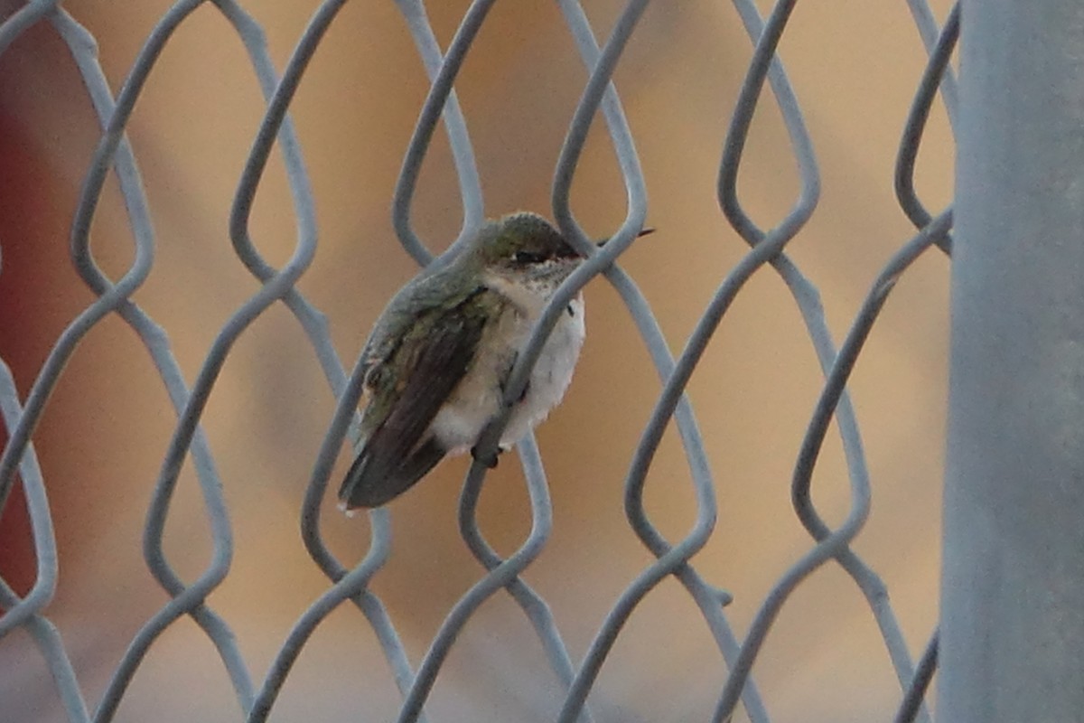 Calliope Hummingbird - ML608313058