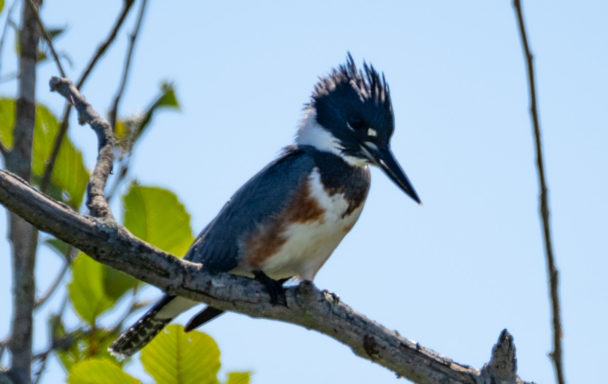 Belted Kingfisher - ML608313325