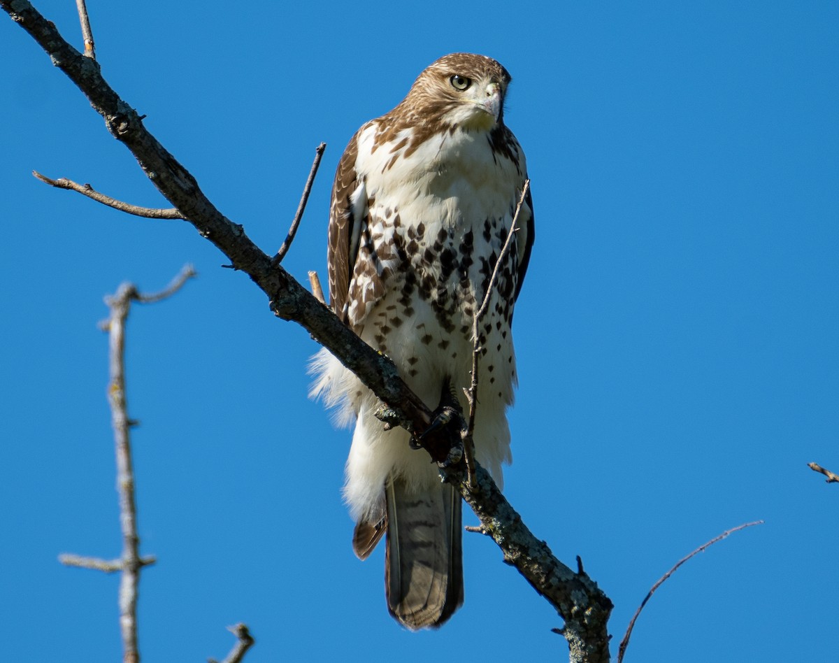 Red-tailed Hawk - ML608313340