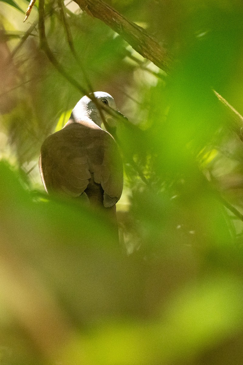 Gray-headed Dove (Brown-backed) - ML608313356