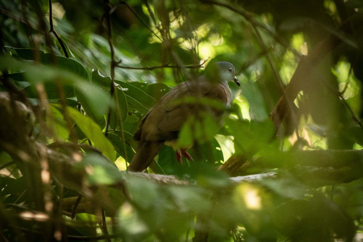 Gray-headed Dove (Brown-backed) - ML608313357