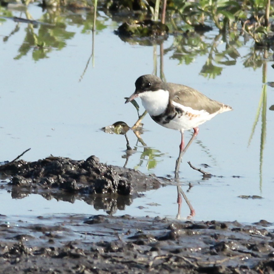 Red-kneed Dotterel - ML608313606