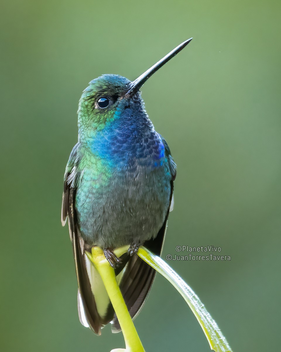 kolibřík zelenohřbetý - ML608313860