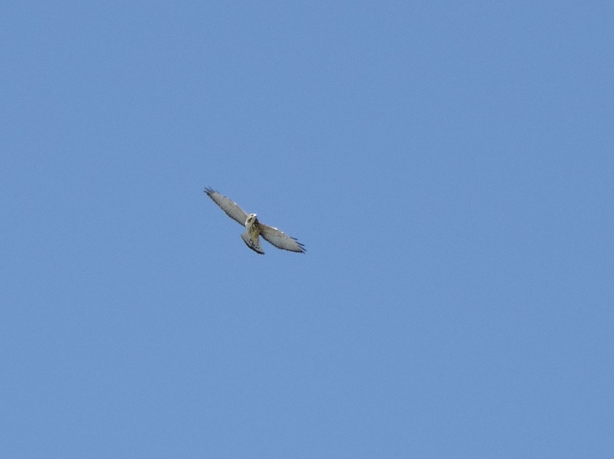 Broad-winged Hawk - ML608313943