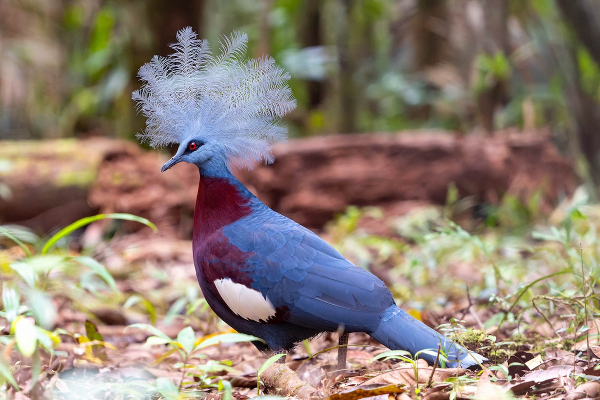 Sclater's Crowned-Pigeon - ML608315140