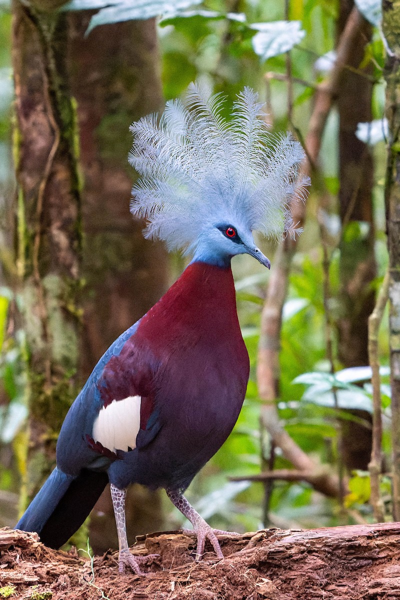 Sclater's Crowned-Pigeon - Jun MATSUI