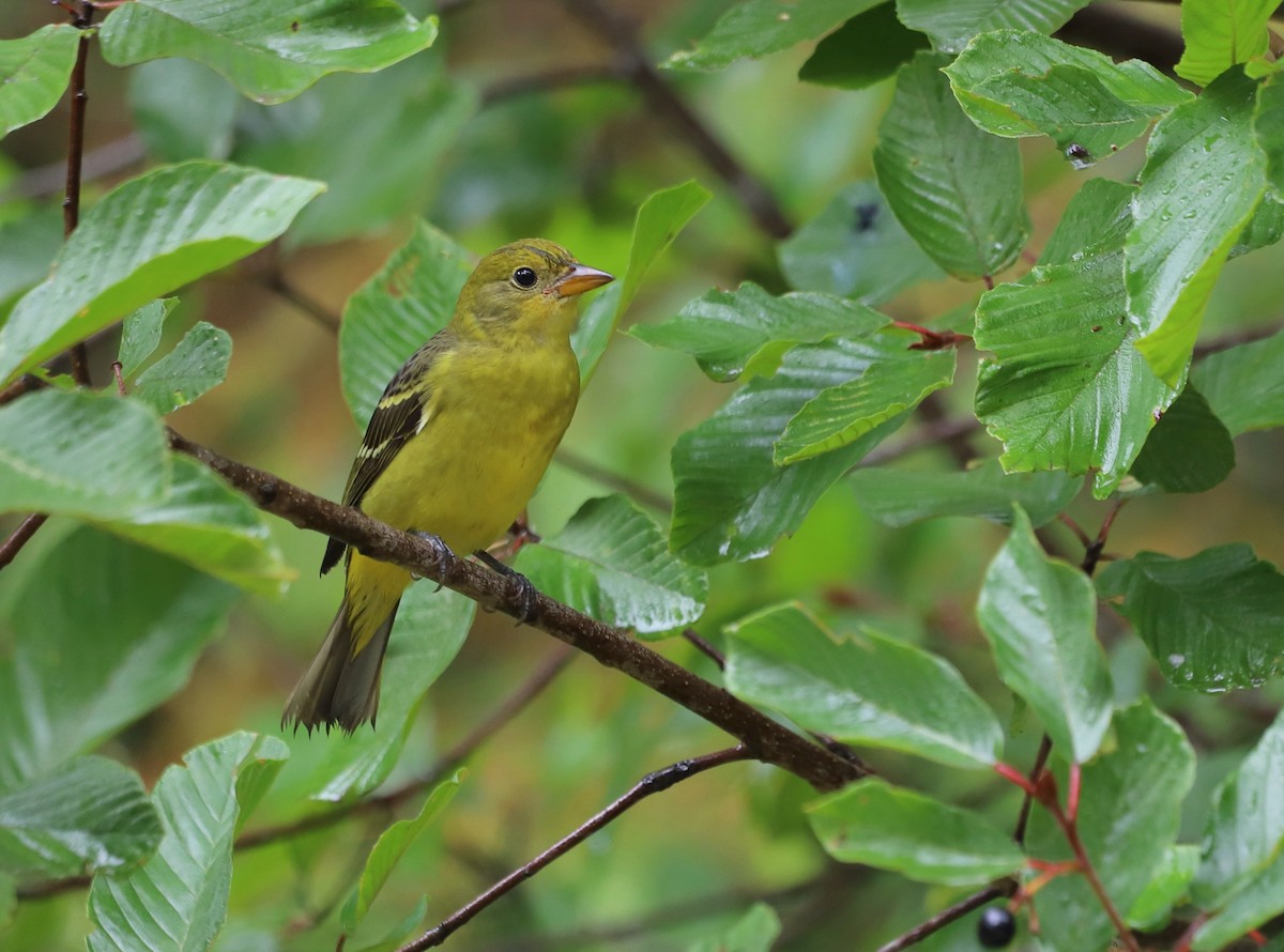 Western Tanager - Andrew S. Aldrich