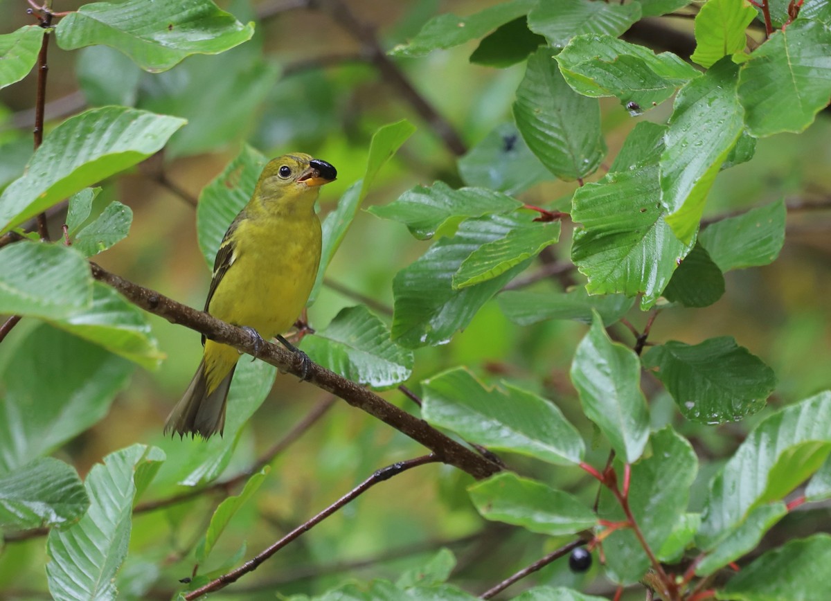 Western Tanager - ML608315689