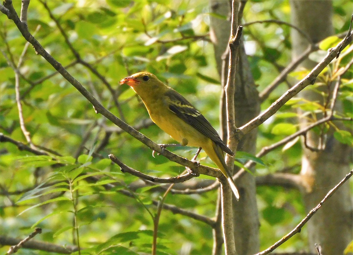 Western Tanager - ML608315808