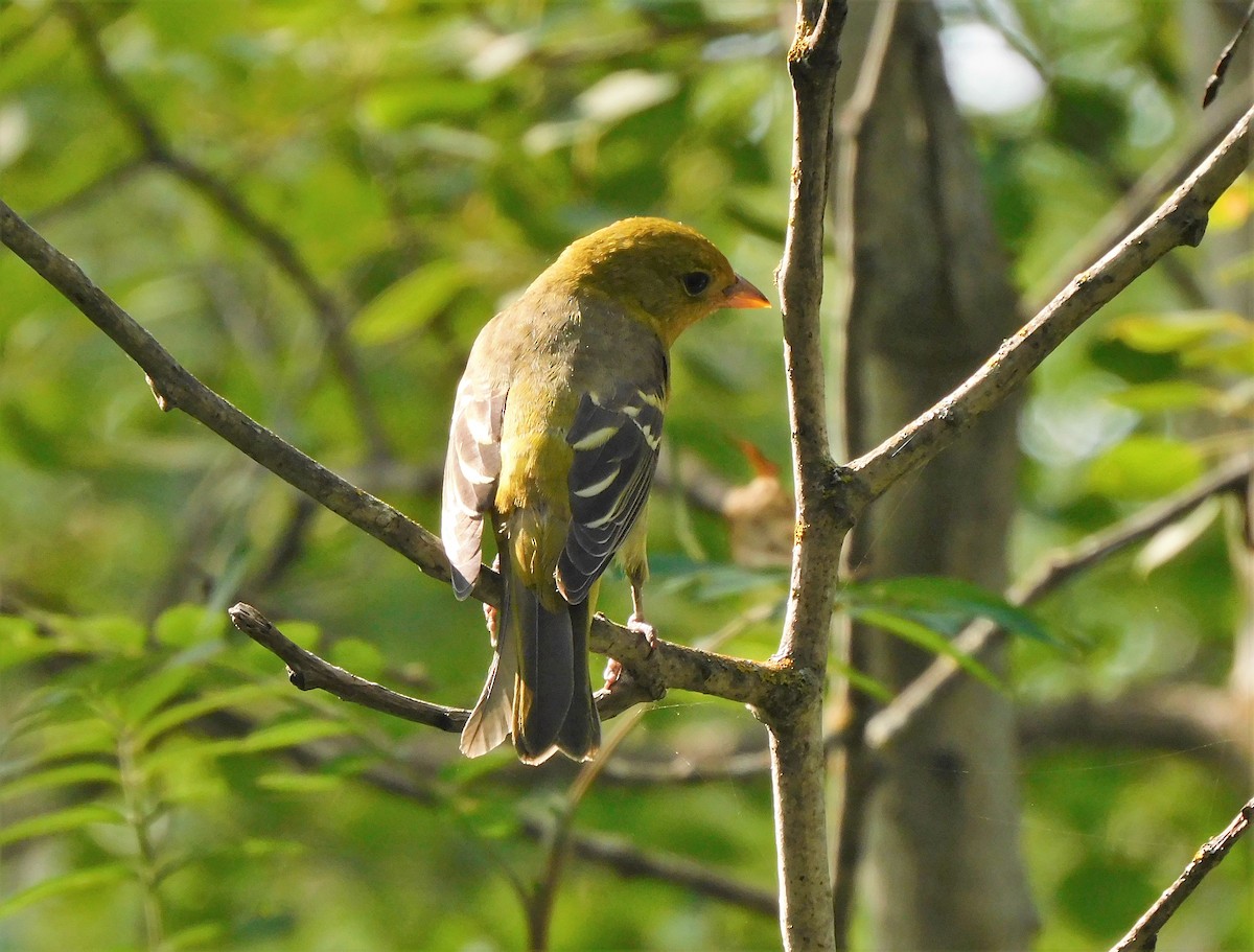 Western Tanager - ML608315813