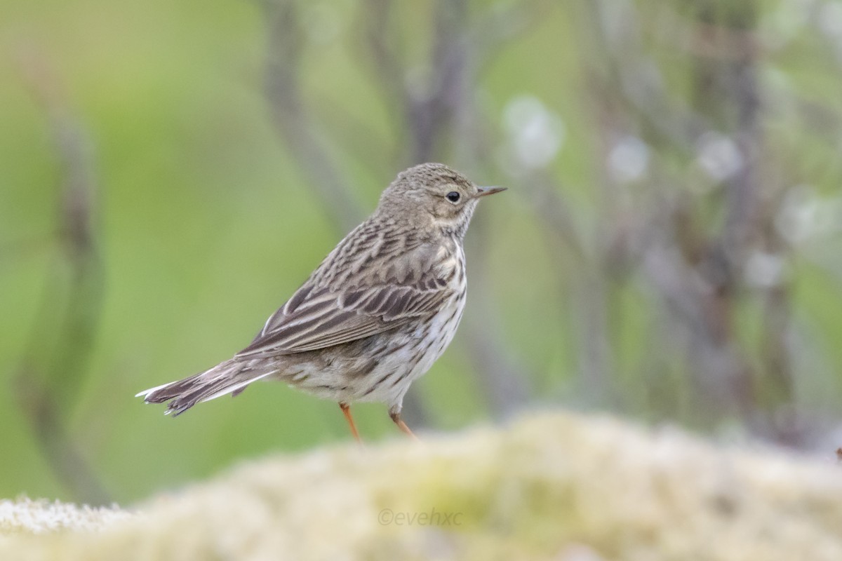 Meadow Pipit - ML608315864