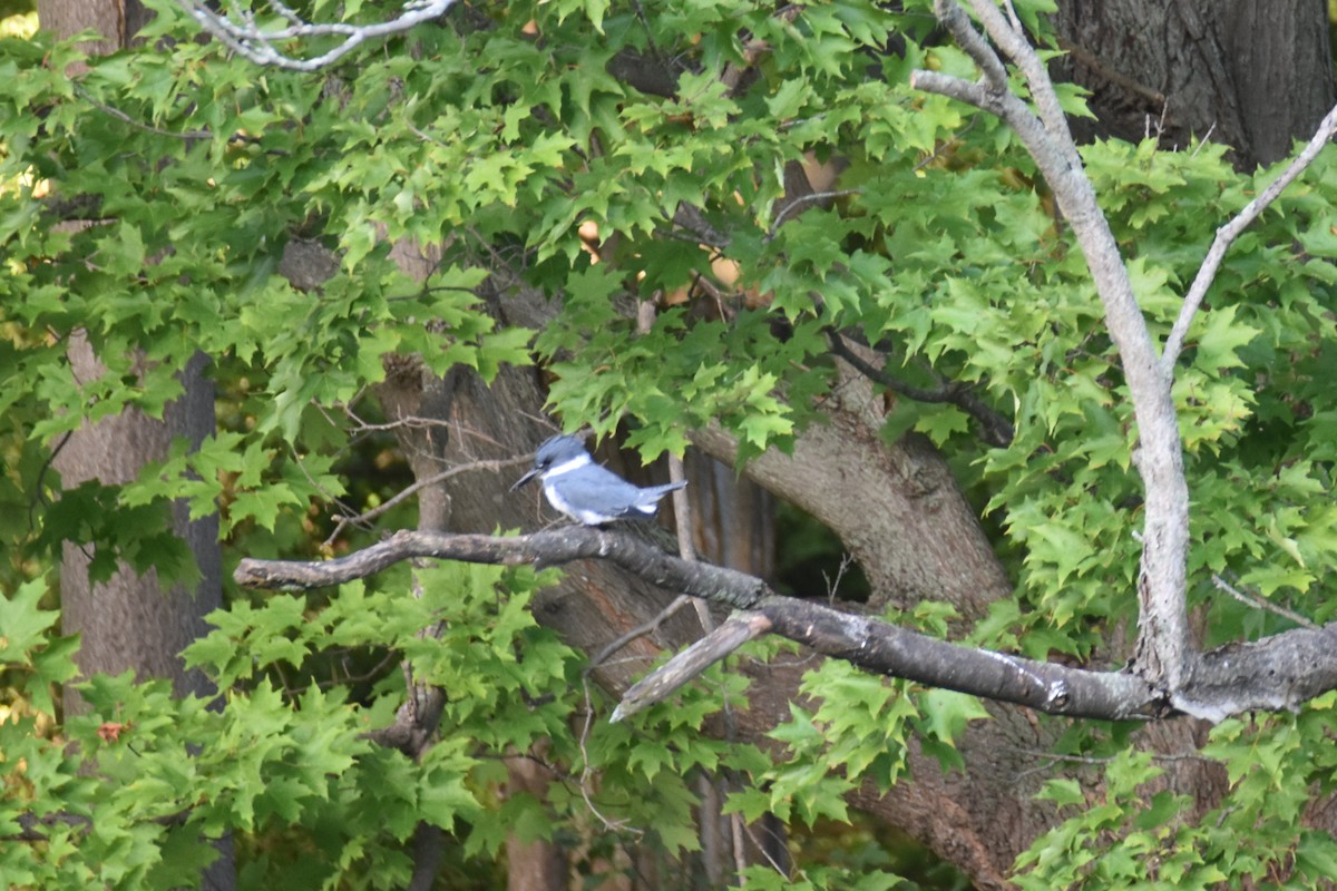 Belted Kingfisher - ML608316010