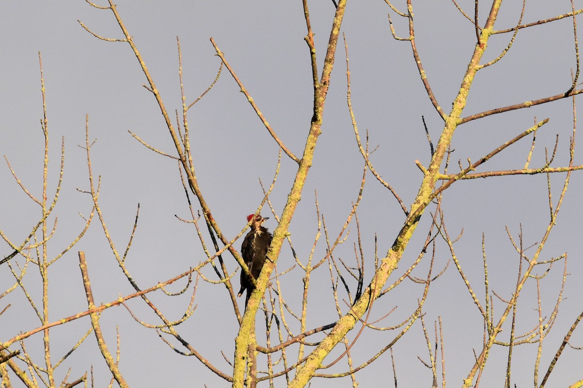Pileated Woodpecker - ML608316021