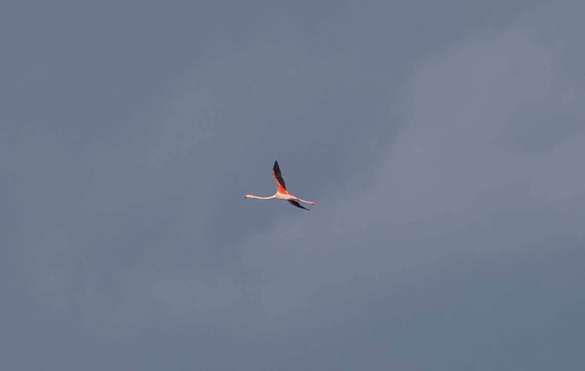 eBird Checklist 30 Aug 2023 Newnans LakeEarl P. Powers Park 6