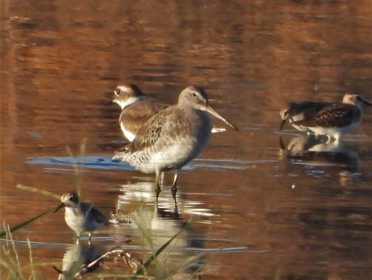 Long-billed Dowitcher - ML608316282