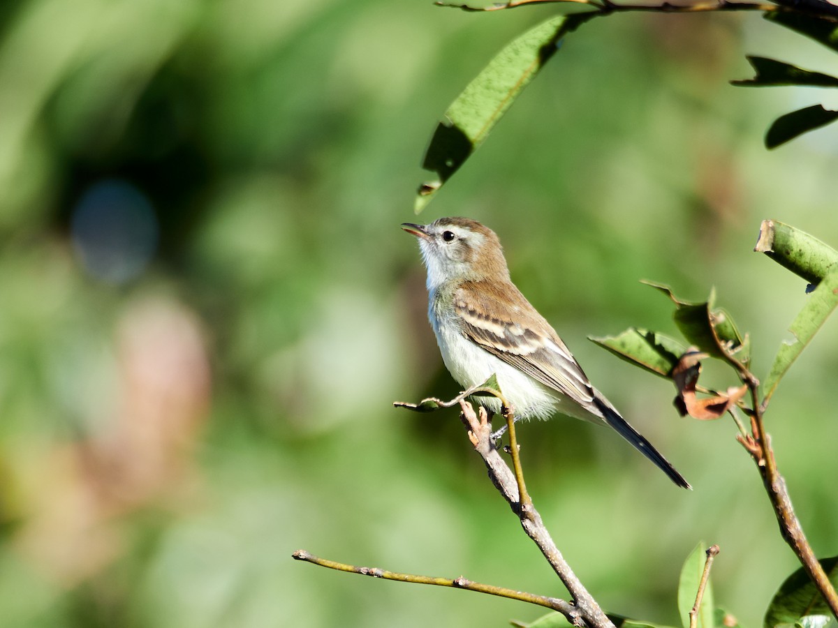 Southern Mouse-colored Tyrannulet - ML608316343
