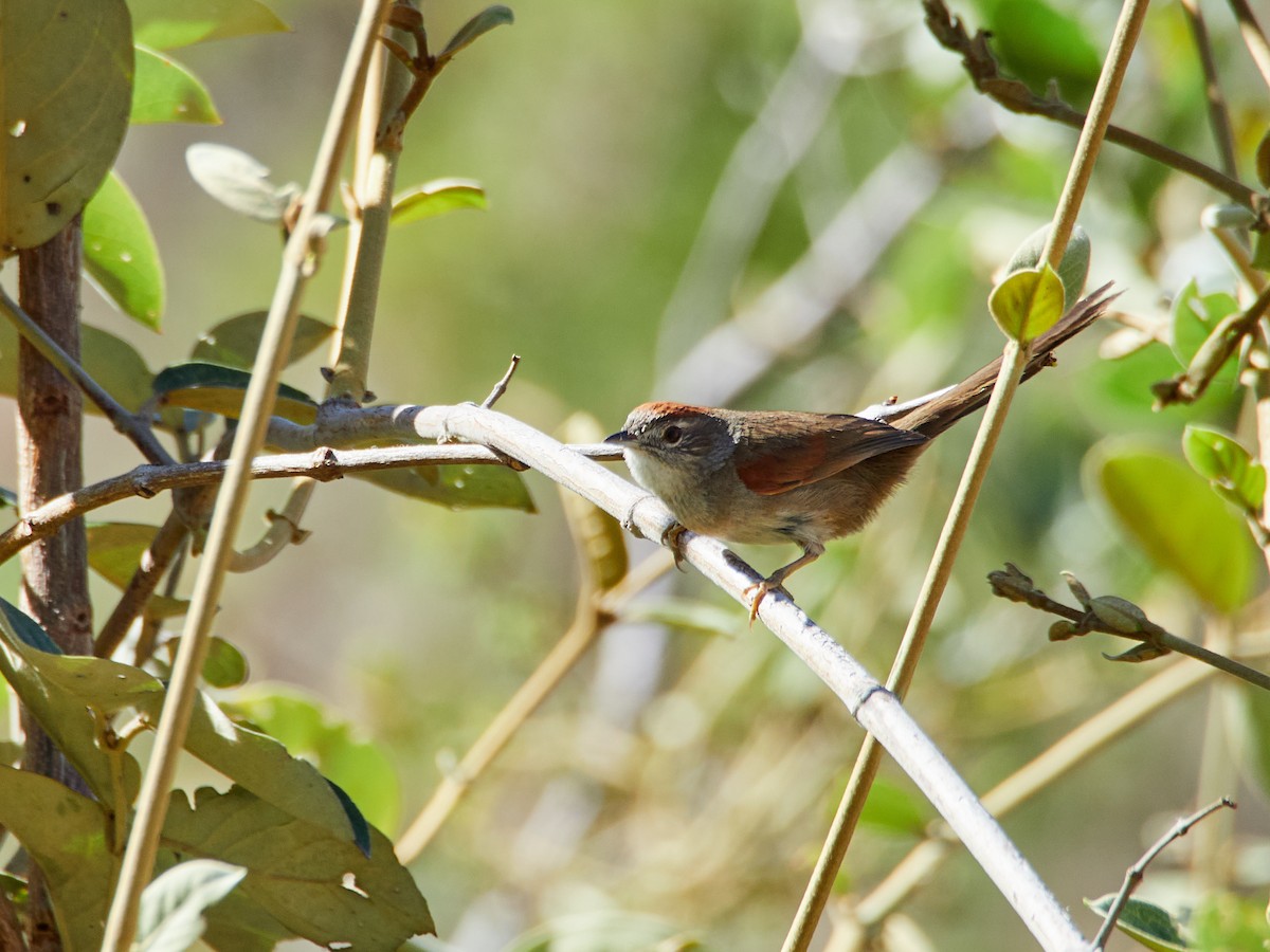 Pale-breasted Spinetail - ML608316350