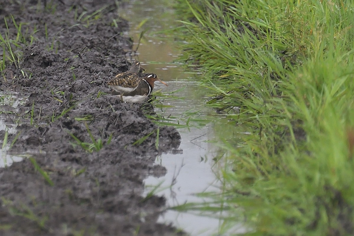 Greater Painted-Snipe - ML608316450