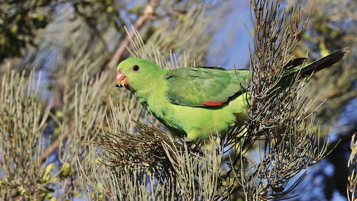Red-winged Parrot - ML608316595